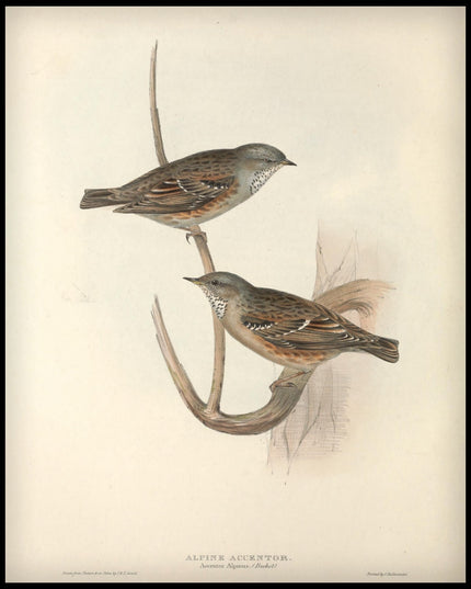 Accentor Alpinus Poster