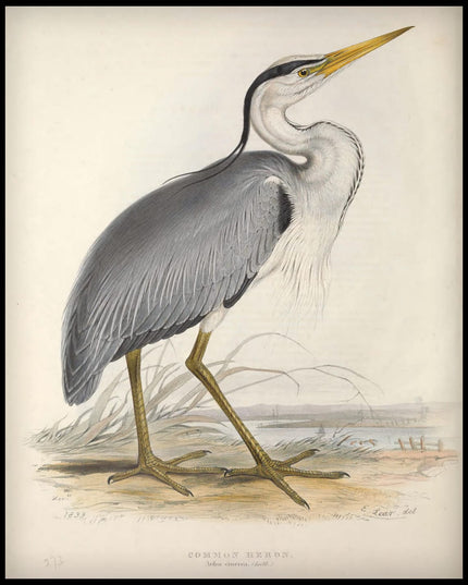 Ardea Alba Poster