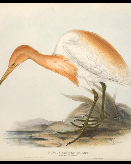 Ardea Rufsata Poster