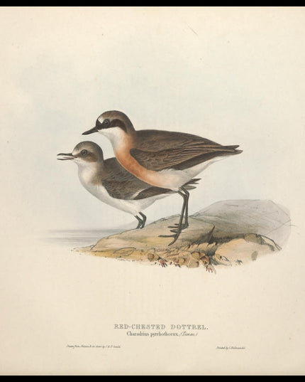 Charadrius Pyrrhothorax Poster