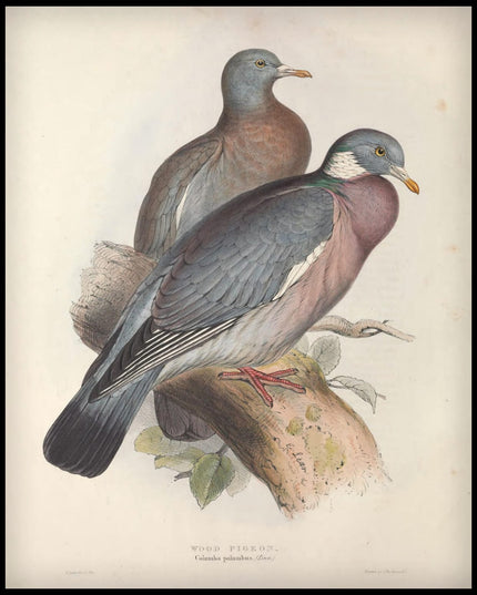 Columba Palumbus Poster