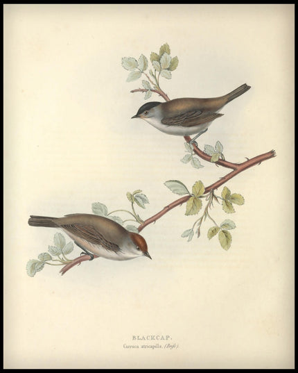 Curruca Atricapilla Poster