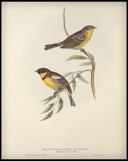 Emberiza Aureola Poster