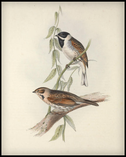 Emberiza Schoeniculus Poster