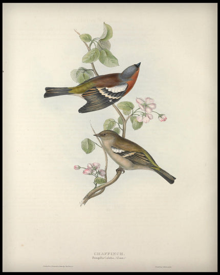 Fringilla Coelebs Poster