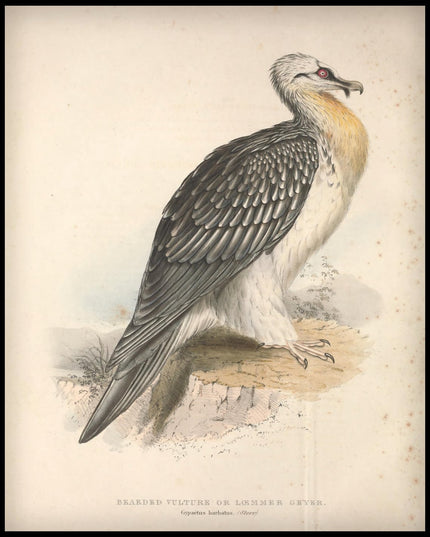 Gypaetus Barbatus Poster