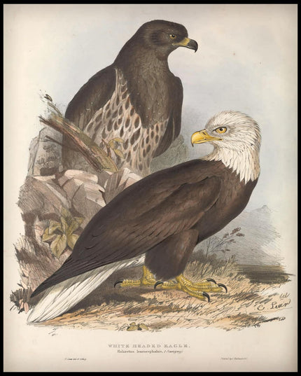 Haliaetus Leucocephalus Poster