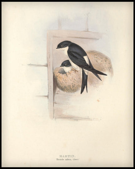 Hirundo Urbica Poster