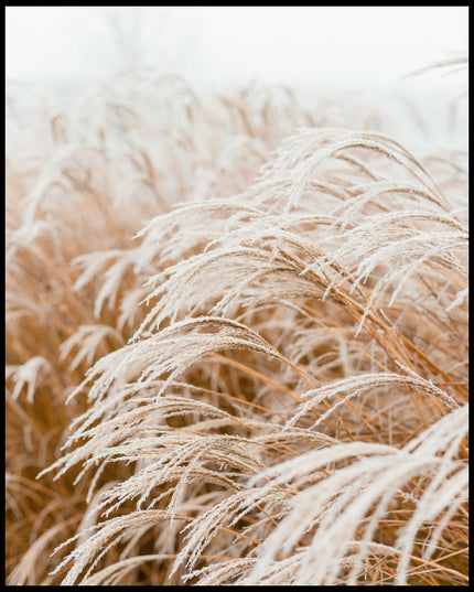 Leinwandbild von Pampasgras, das sich im Wind bewegt.