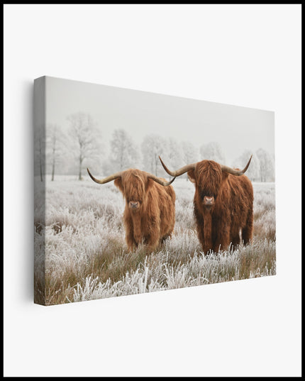 Highland Cattle Winter Landscape Canvas