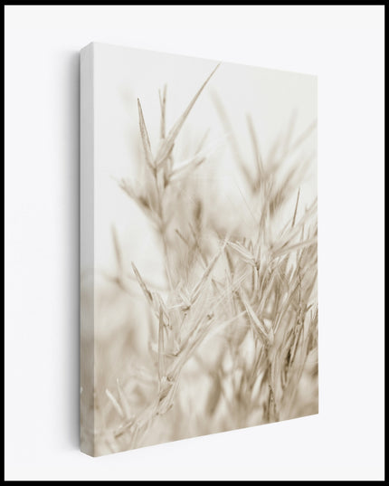 White Grasses Canvas