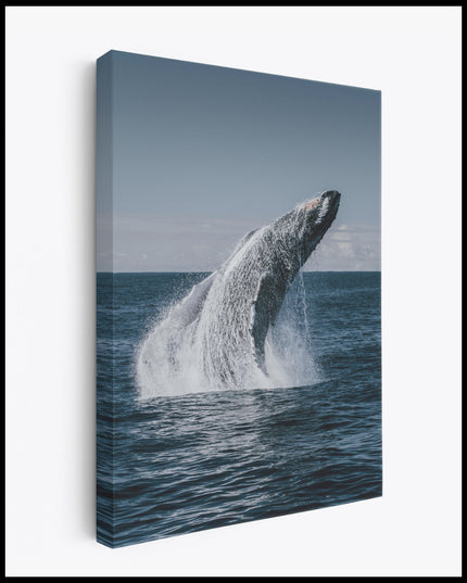 Jumping Whale Canvas