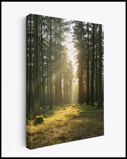 Forest Sunshine Canvas