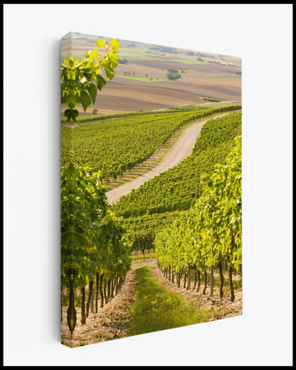 Tuscany Vineyard Canvas