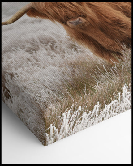 Highland Cattle Winter Landscape Canvas