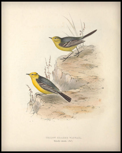 Motacilla Citreola Poster