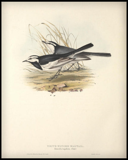 Motacilla Lugubris Poster