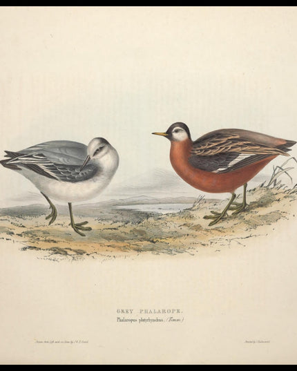 Phalaropus Platyrhynchus Poster