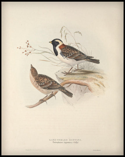 Plectrophanes Lapponica Poster