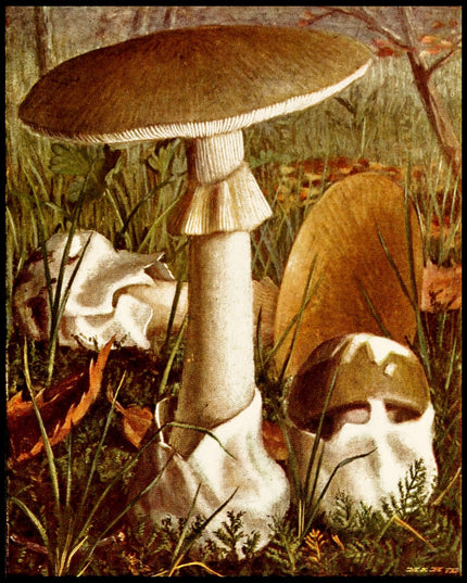 Amanita Phalloides