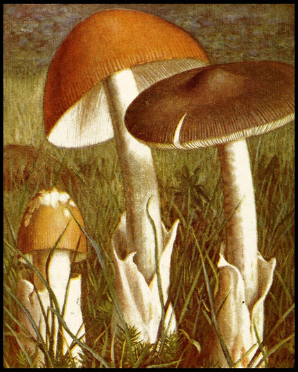 Amanita Vaginata