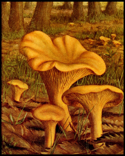 Cantharellus Cibarius