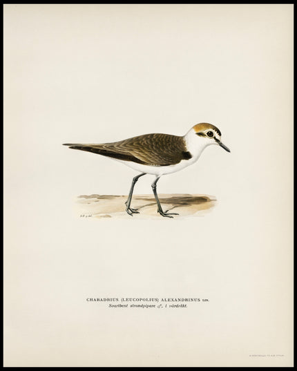 Charadrius Alexandrinus Poster