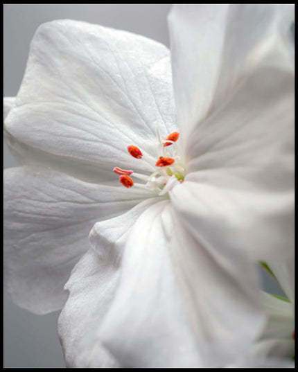 Ein Poster von einer weißen Geranienblüte mit orangen Staubgefäßen in Nahaufnahme.