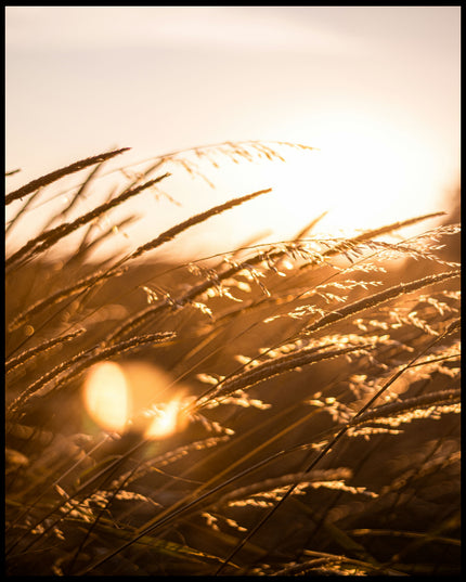 Ein Poster von Getreidehalmen im Sonnenuntergang.