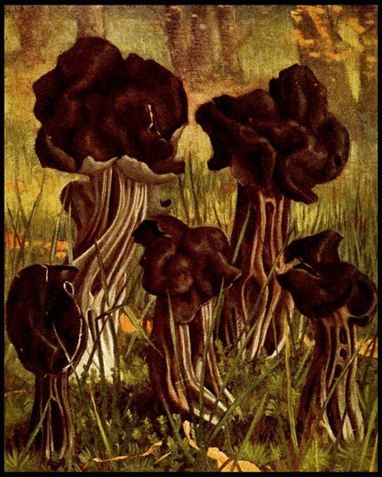 Helvella Lacunosa