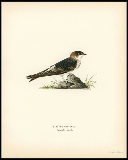 Hirundo Urbica Poster