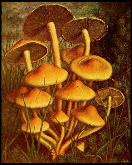 Hypholoma Fasciculare