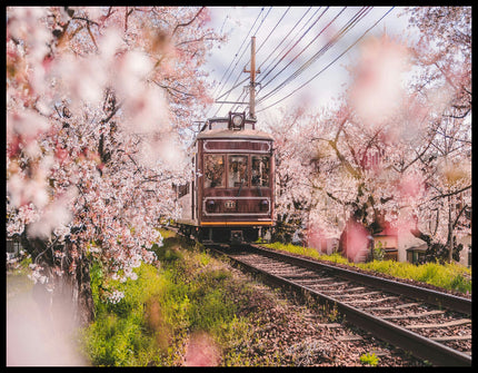 Ein Poster von einer alten Straßenbahn, die durch blühende Kirschbäume fährt.