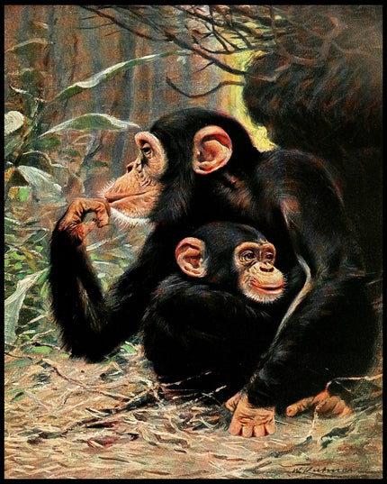 Chimpanzee