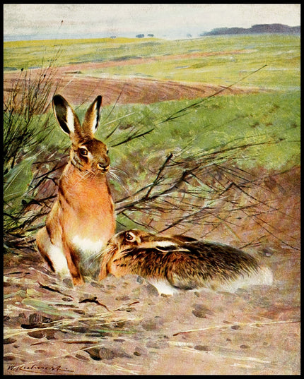 Hare