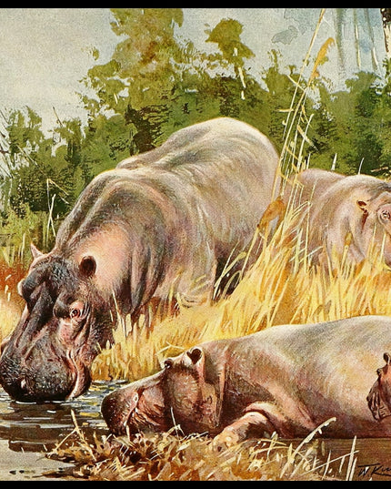 Hippopotamus