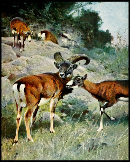 Mouflon