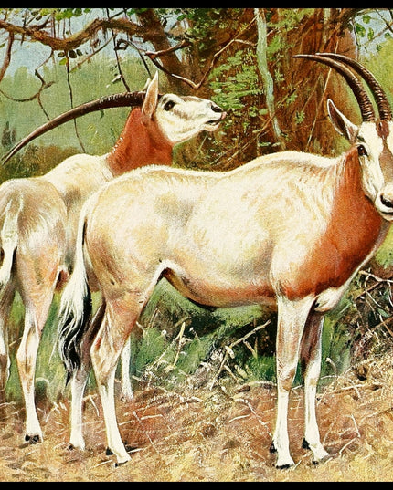 Sable Antelope