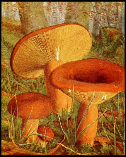 Lactarius Volemus