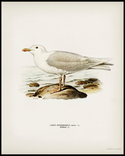 Larus Hyperboreus Poster