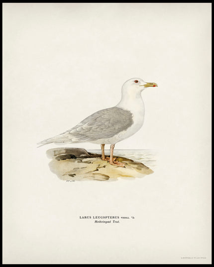 Larus Leucopterus Poster