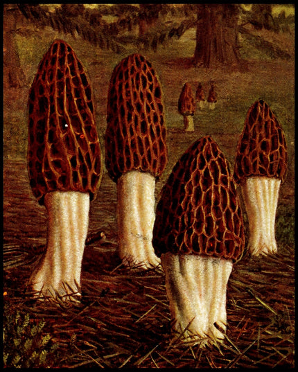 Morchella Elata