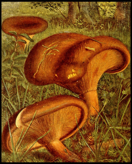 Paxillus Involutus