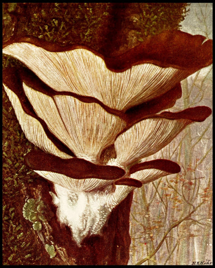 Pleurotus Ostreatus