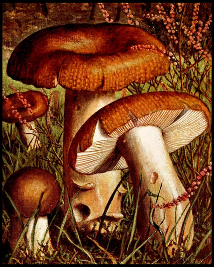 Russula Foetens