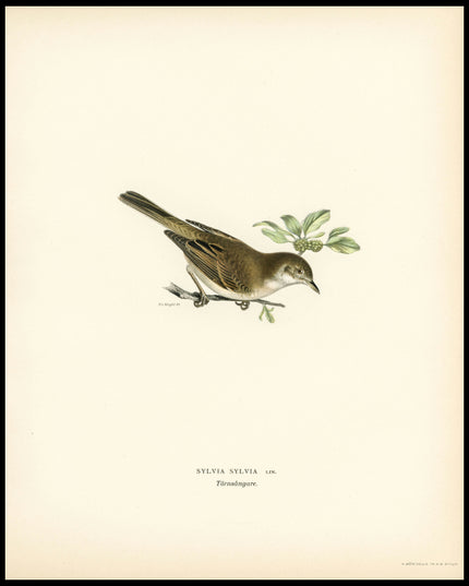 Sylvia Communis Poster