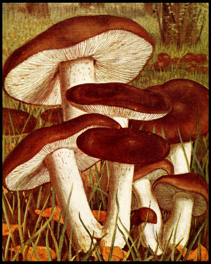 Tricholoma Pessundatum