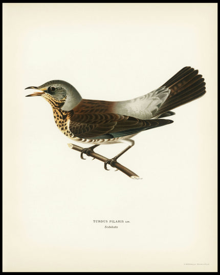 Turdus Pilaris Poster