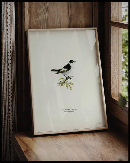 Muscicapa Collaris Poster