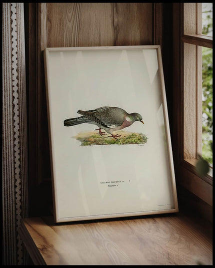 Columba Palumbus Poster